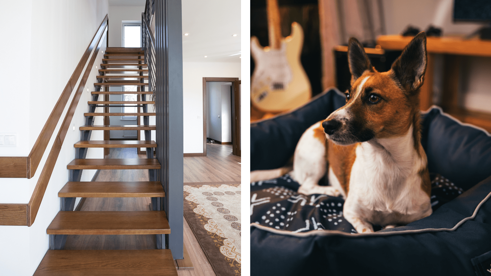 Featured image for “How do I Make my Stairs Dog Friendly?”