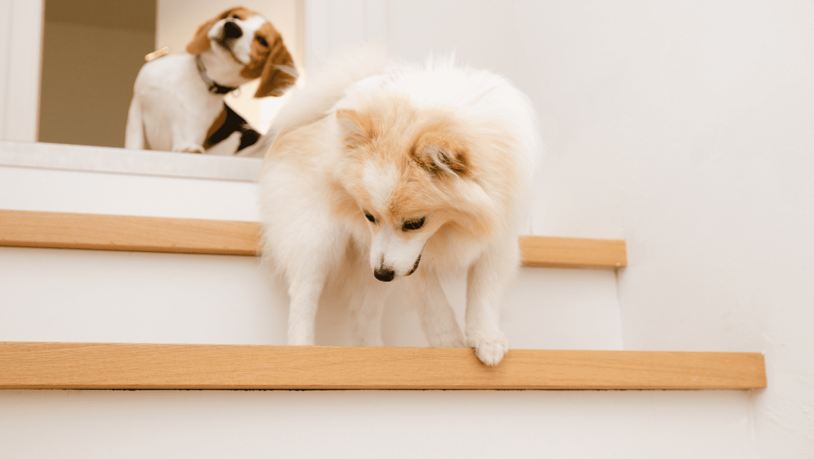 Featured image for “My Dog Slips on the Hardwood Stairs”
