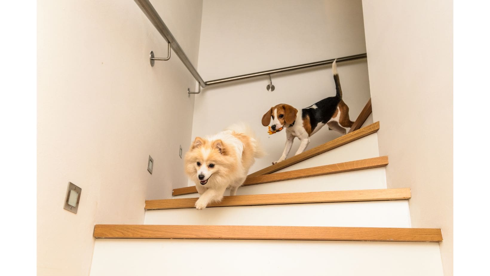 Featured image for “Are Stairs Bad for Dogs?”